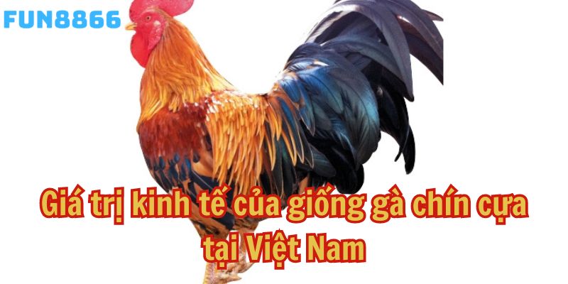 Giá trị kinh tế của giống gà chín cựa tại Việt Nam