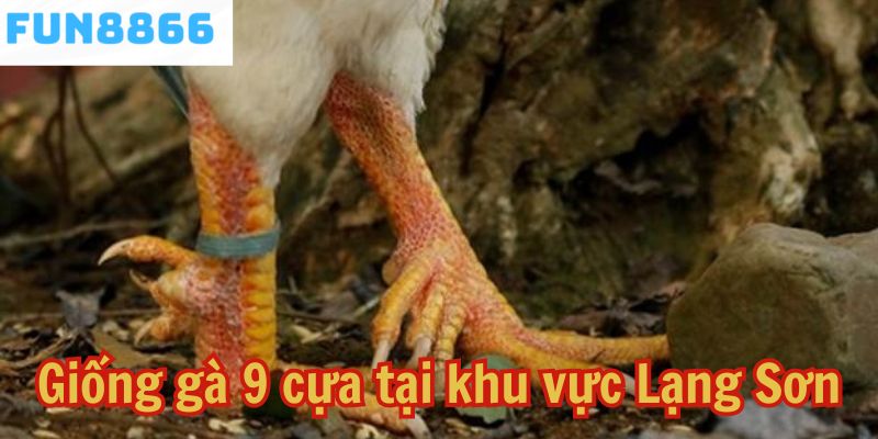 Giống gà 9 cựa tại khu vực Lạng Sơn