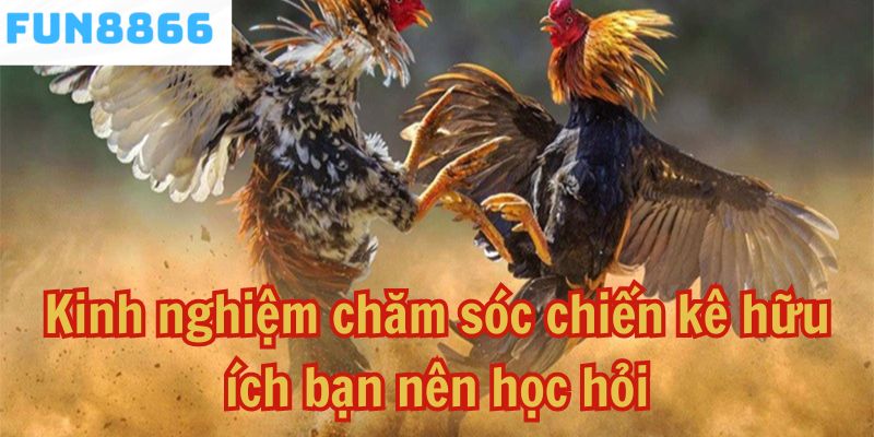 Kinh nghiệm chăm sóc chiến kê hữu ích bạn nên học hỏi