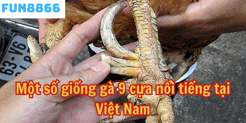 Một số giống gà 9 cựa nổi tiếng tại Việt Nam