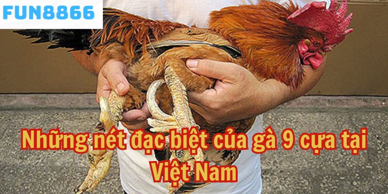 Những nét đặc biệt của gà 9 cựa tại Việt Nam