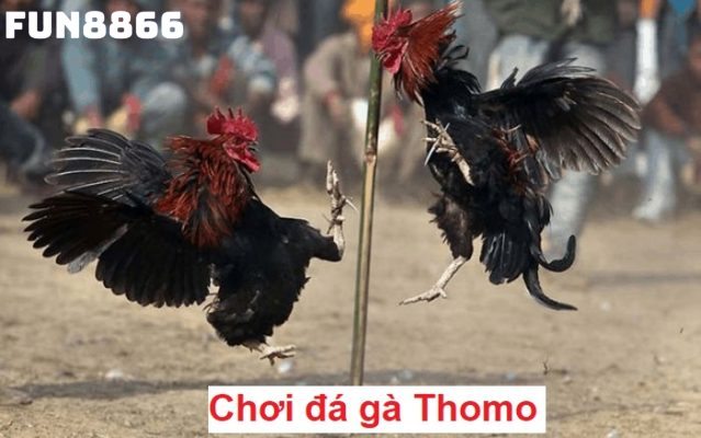 Quy định thắng thua trong đá gà trực tiếp Thomo hội viên cần nắm 